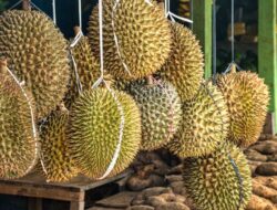 Durian Lovers Wajib Tahu! Rahasia Pilih Durian Terbaik Anti Zonk