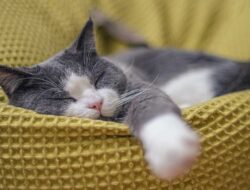 Tidur Siang Bikin Gemuk & Susah Tidur Malam? Bongkar Tuntas Mitos vs Fakta Sebenarnya!