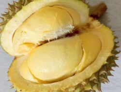 Nekat Bawa Durian ke Pesawat, Sekeluarga Ini Terpaksa Habiskan Durian 5 Kg Sebelum Terbang